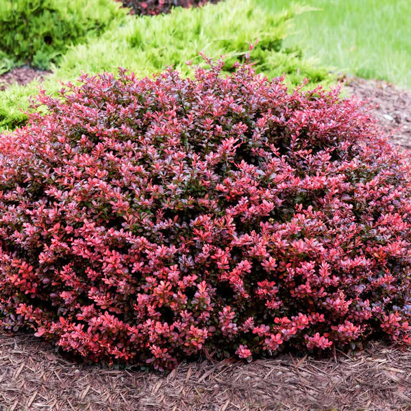 Concord Japanese Barberry