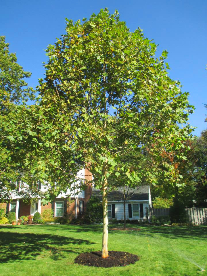London Planetree