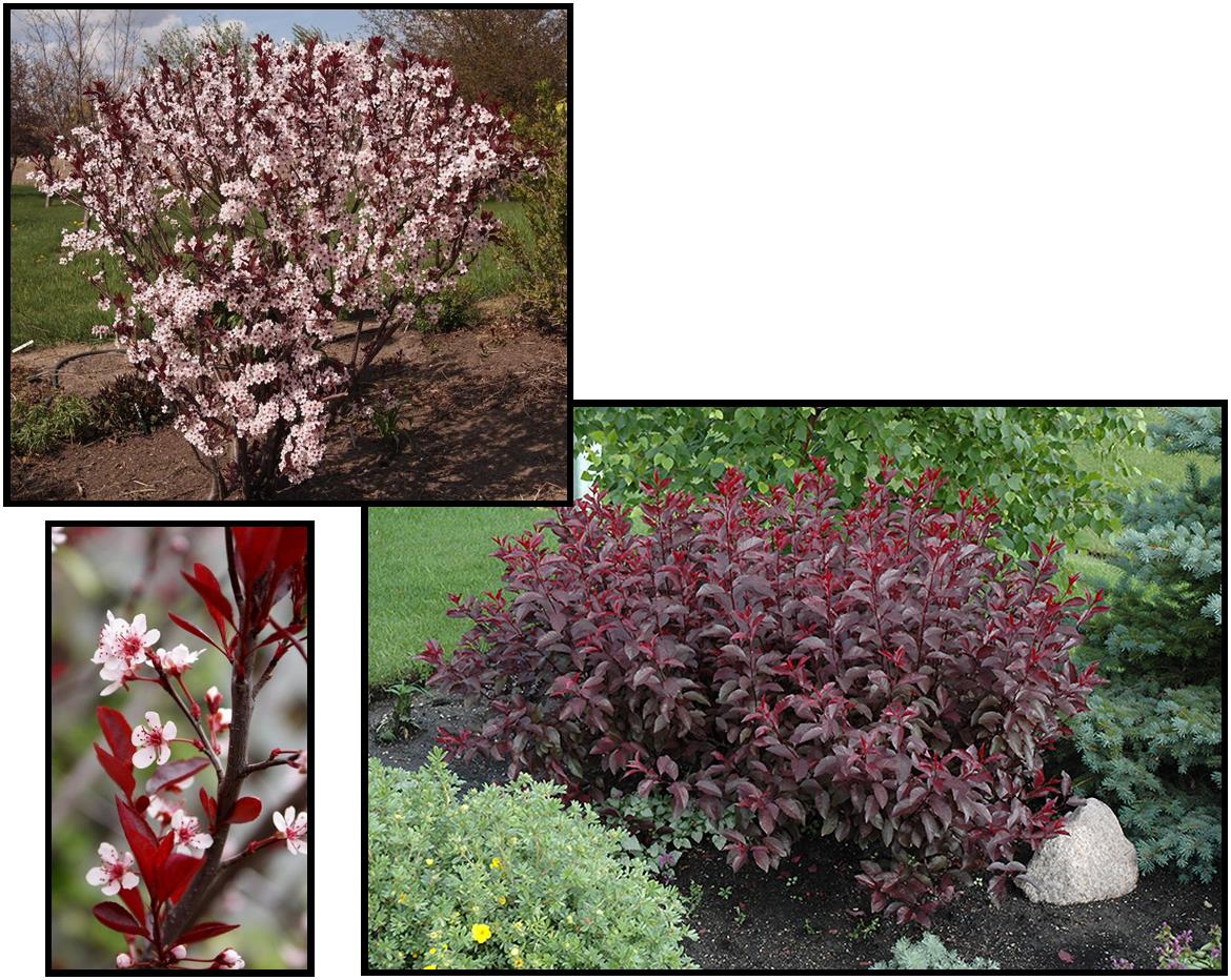 Purple leaf Sandcherry