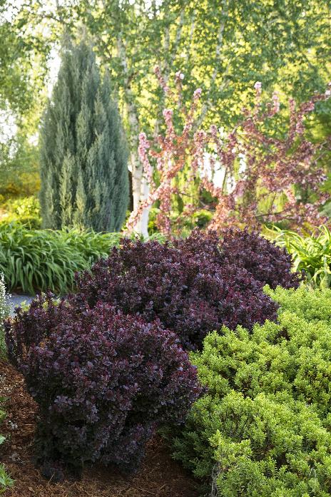 Concorde Japanese Barberry