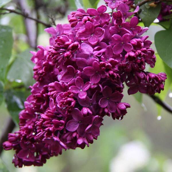 Congo Red Lilac