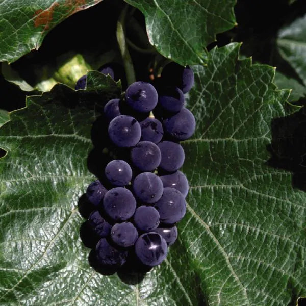 St. Croix Grape