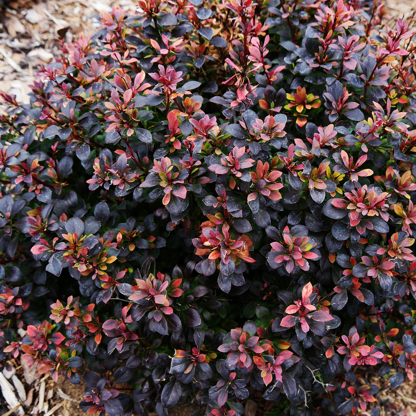 (Barberry) SUNJOY TODO