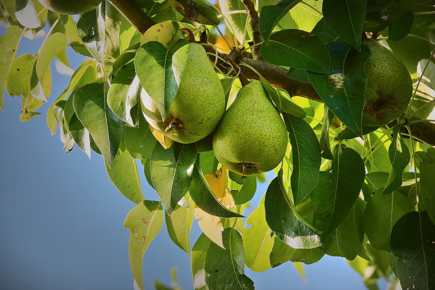 Anjou pear