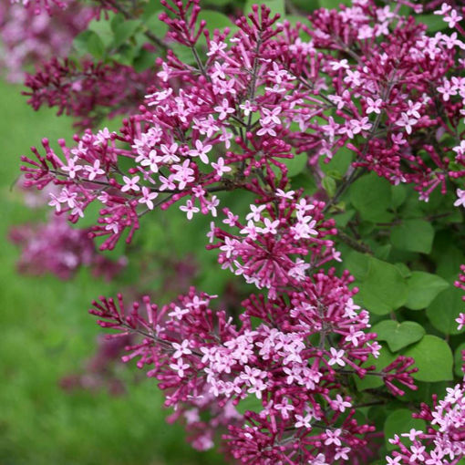 Bloomerang Dark Purple Lilac