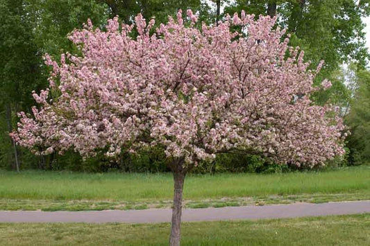 Coralburst® Flowering Crabapple