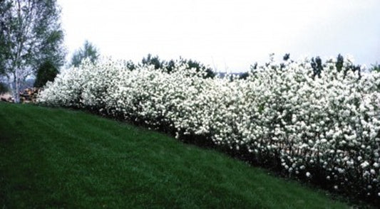 Serviceberry or (Saskatoon)