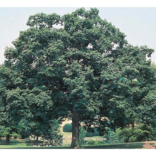 Chinkapin Oak