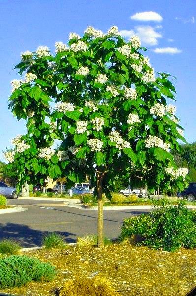 Northern catalpa