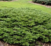 Calgary Carpet Juniper