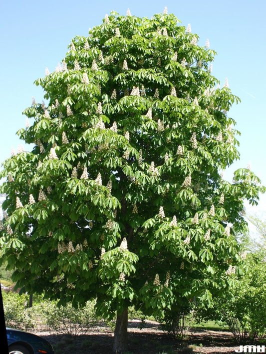 Baumann Horse Chestnut
