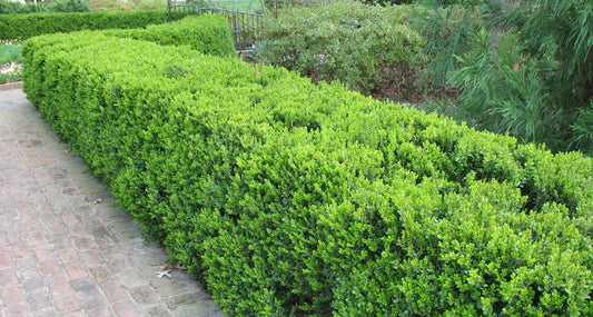 Korean Boxwood