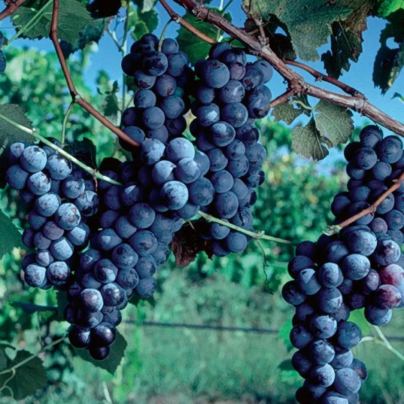 Concord Grape