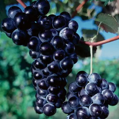 Concord Seedless Grape