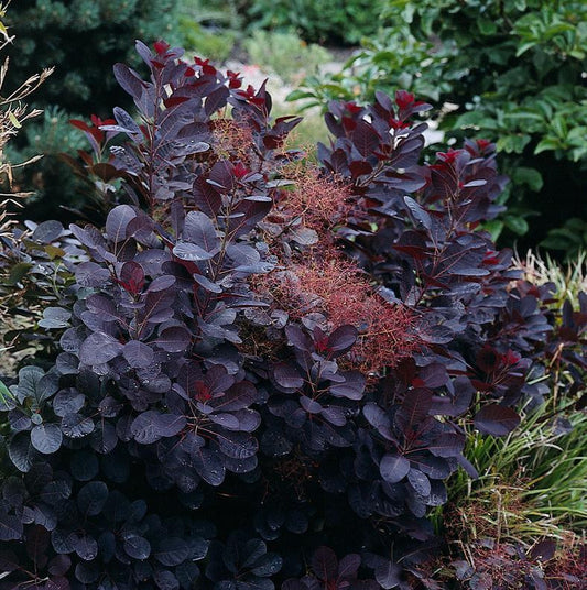 Royal Purple Smoke Tree