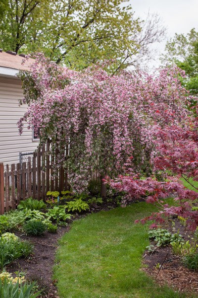 Ruby Tears Crabapple
