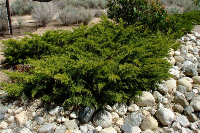 Buffalo Juniper