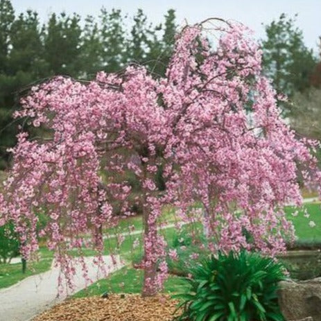 Pink Cascading Flowering Cherry