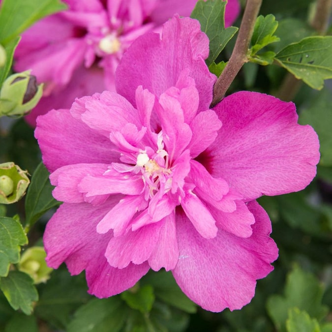 Rose of Sharon RASPBERRY SMOOTHIET