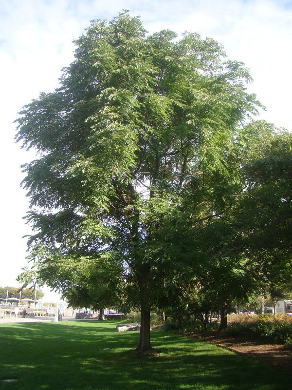 Expresso Kentucky Coffee Tree