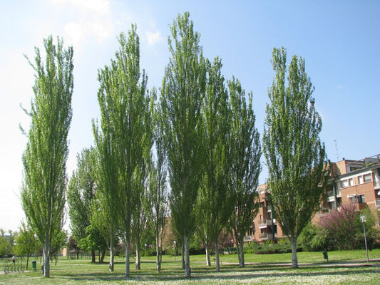 Poplar. Bollenana