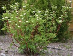 Red Twig Dogwood