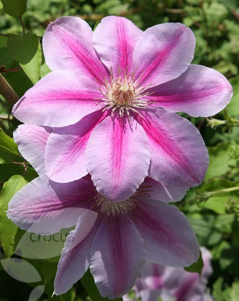 Clematis 'Bees Jubilee' 1 GAL