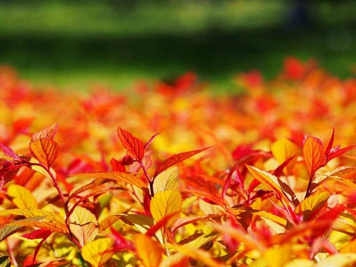 Goldflame spirea