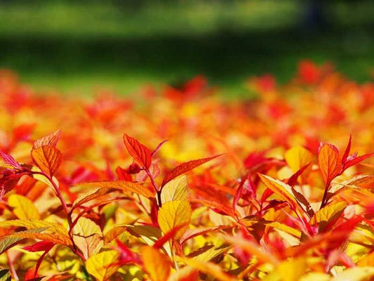 Goldflame spirea