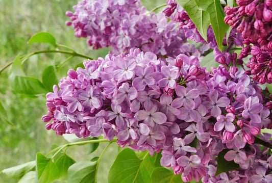 Old Glory Lilac