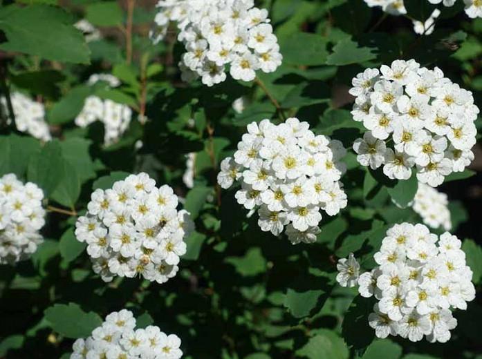 Birchleaf Spirea