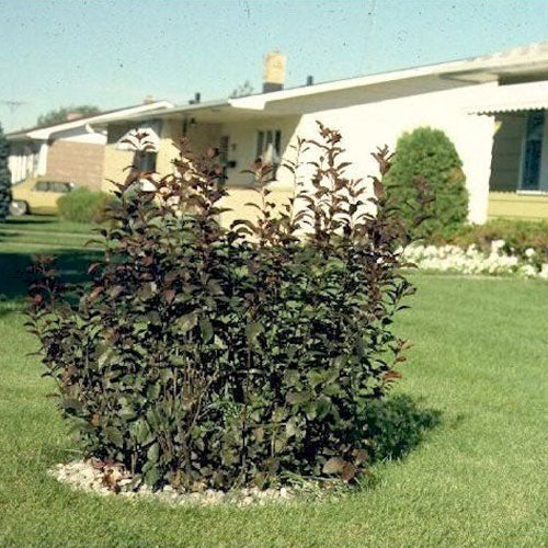 Western Sand Cherry