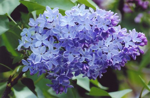 Little Boy Blue Lilac