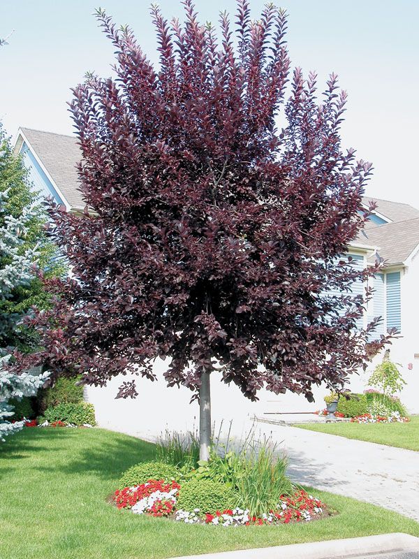 Canada Red Chokecherry