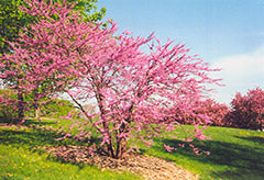 Redbud Northern Herald®