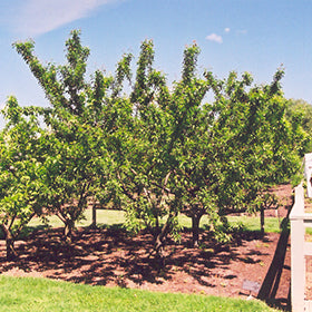 Mount Royal Plum