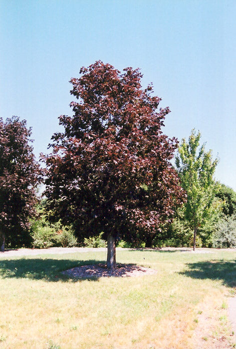 Royal Red Maple