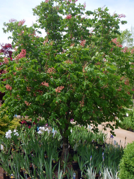 Ruby Red Horse Chestnut