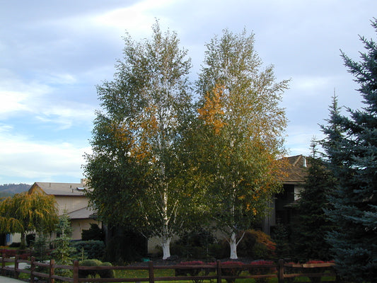 Jacquemontii Birch