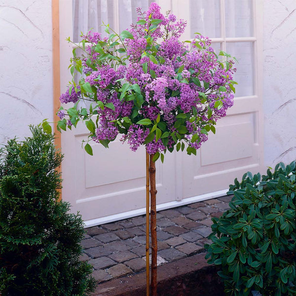 Bloomerrang Tree