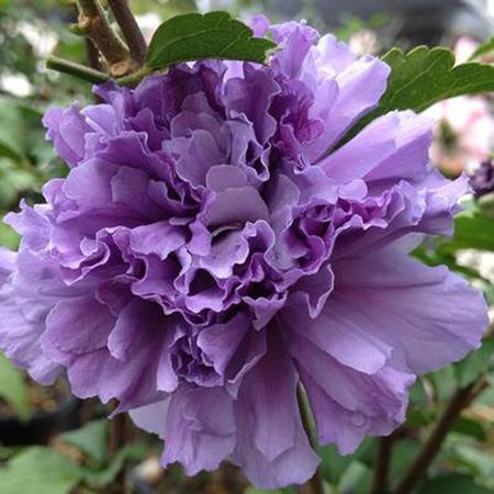 Rose of Sharon BLUEBERRY SMOOTHIET #10