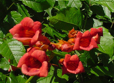 Trumpet Vine Minnesota Red N#1