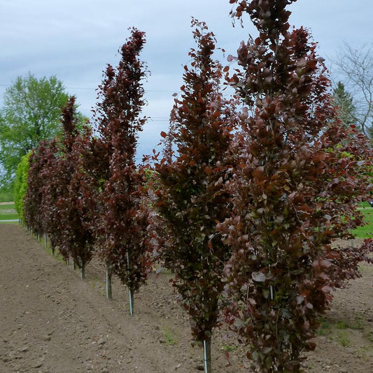 Beech Dawyck Purple