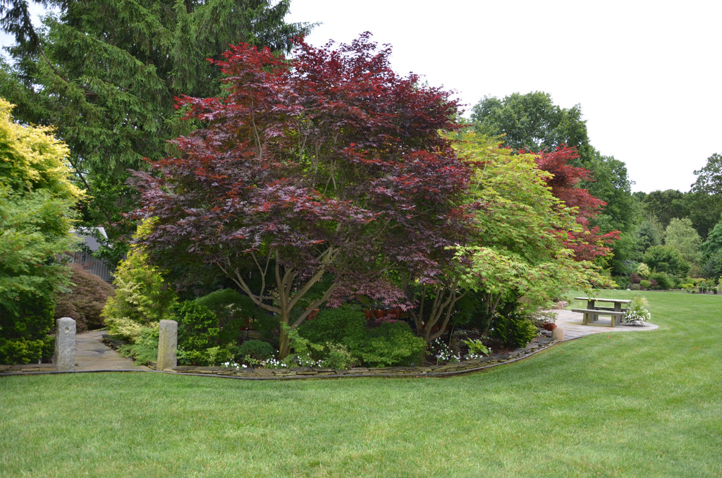 Emperor I® Japanese Maple