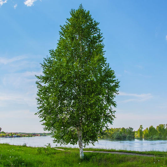 Birch Dakota Pinnacle