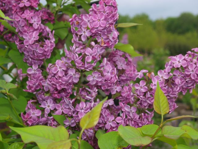 Declaration Lilac