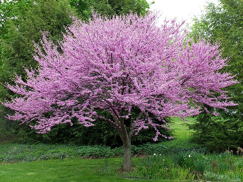 Redbud, Eastern