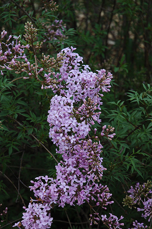 Cutleaf Lilac