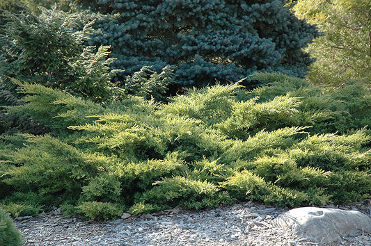 Old Gold Juniper