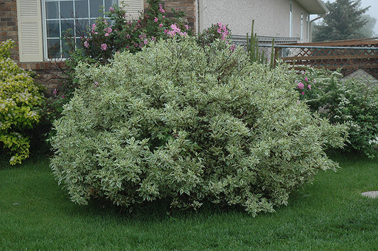 IIvory Halo® Dogwood